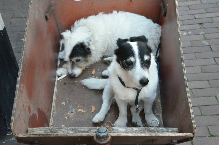 Perros en cajas