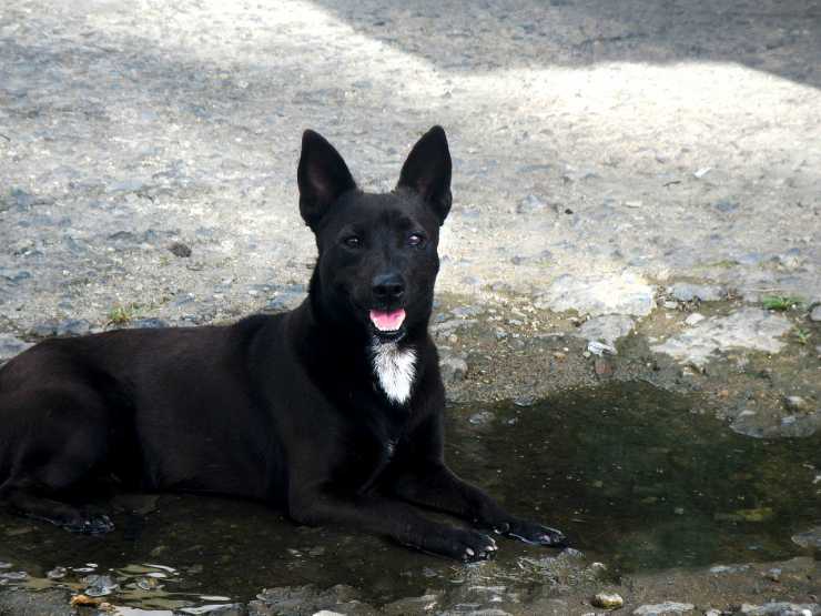 perro abandonado