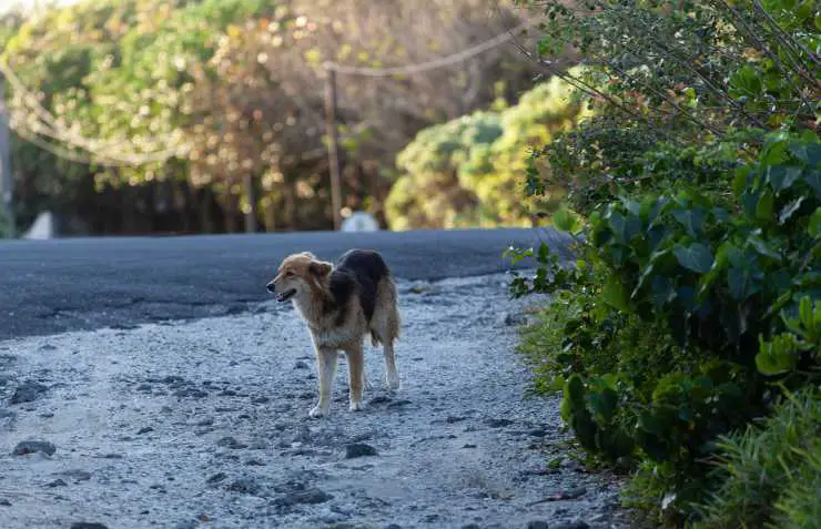 Abandonar un perro