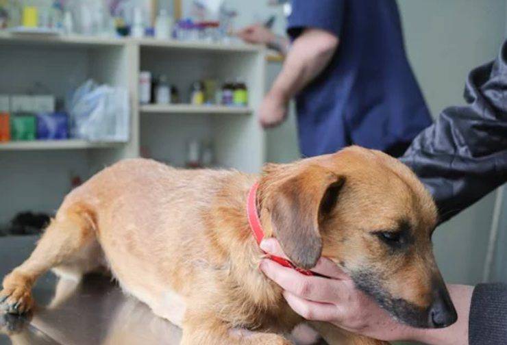 los dueños envenenan a los animales