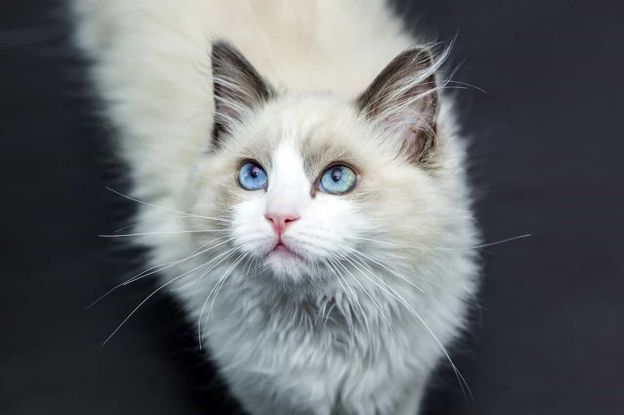 gato de comunicación no verbal