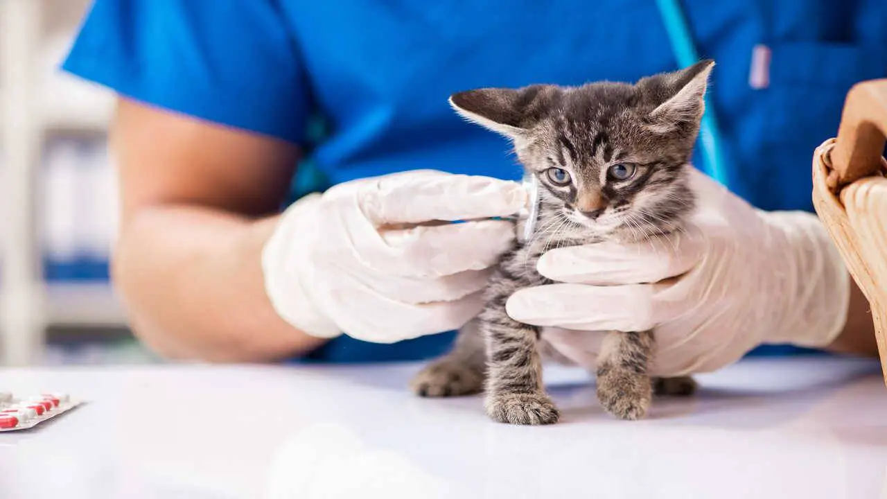 gato al veterinario taponamiento cardíaco de gato