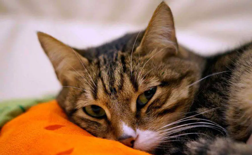 Vómitos del gato