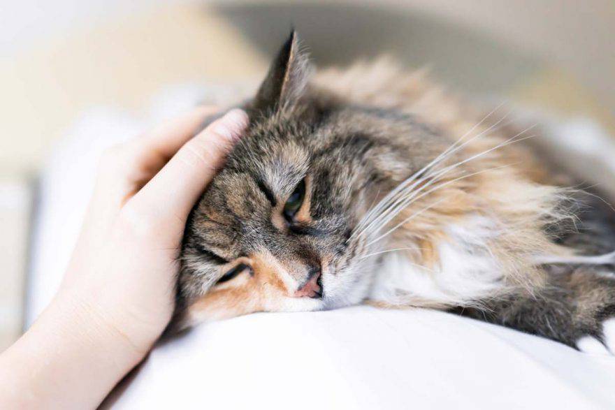 calicivirus en gatos