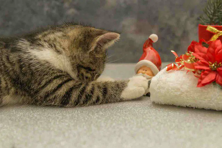 El gato se comió la flor de pascua