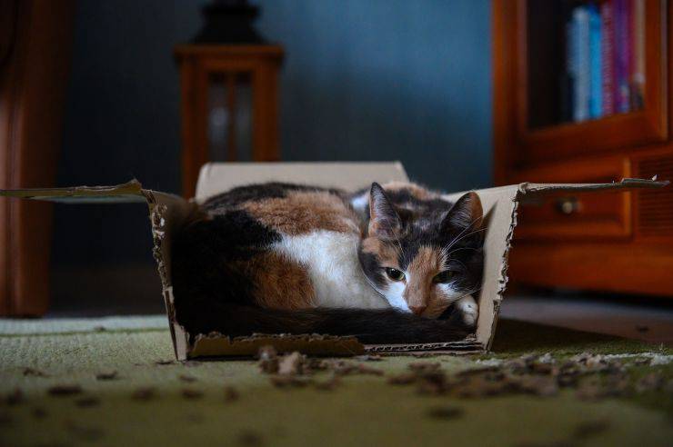 gato en la caja