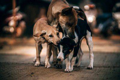 Perros callejeros (Foto Pixabay)