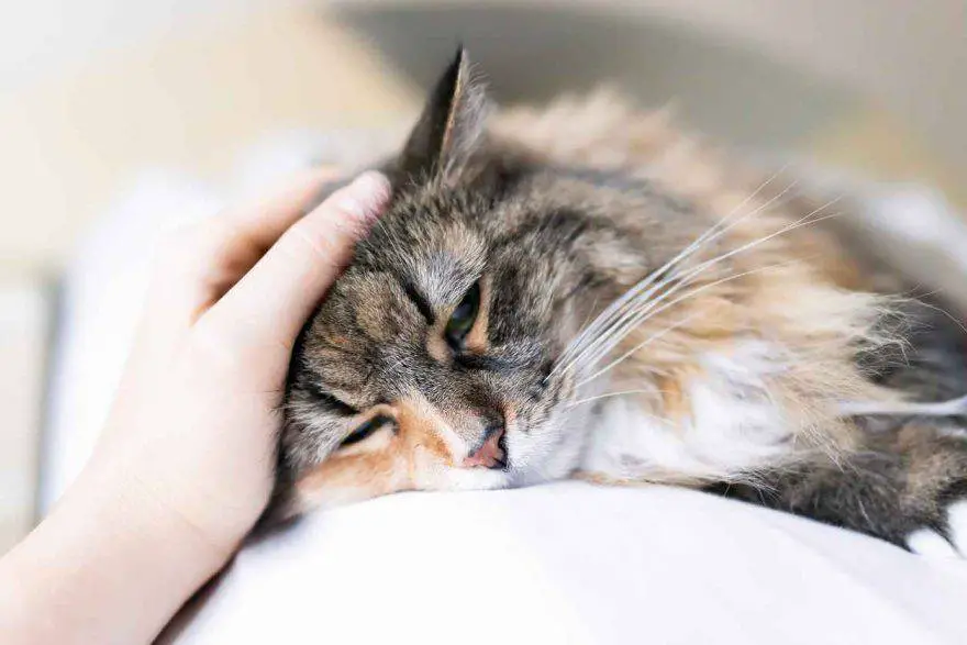 Dieta para gatos enfermos