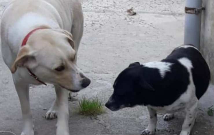 Perros esperando una familia de Facebook