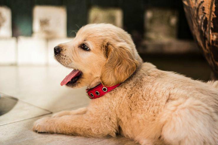 El cachorro de Golden Retriever (Foto Pixabay)
