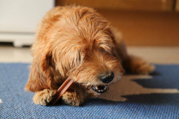 El perro ha perdido los dientes