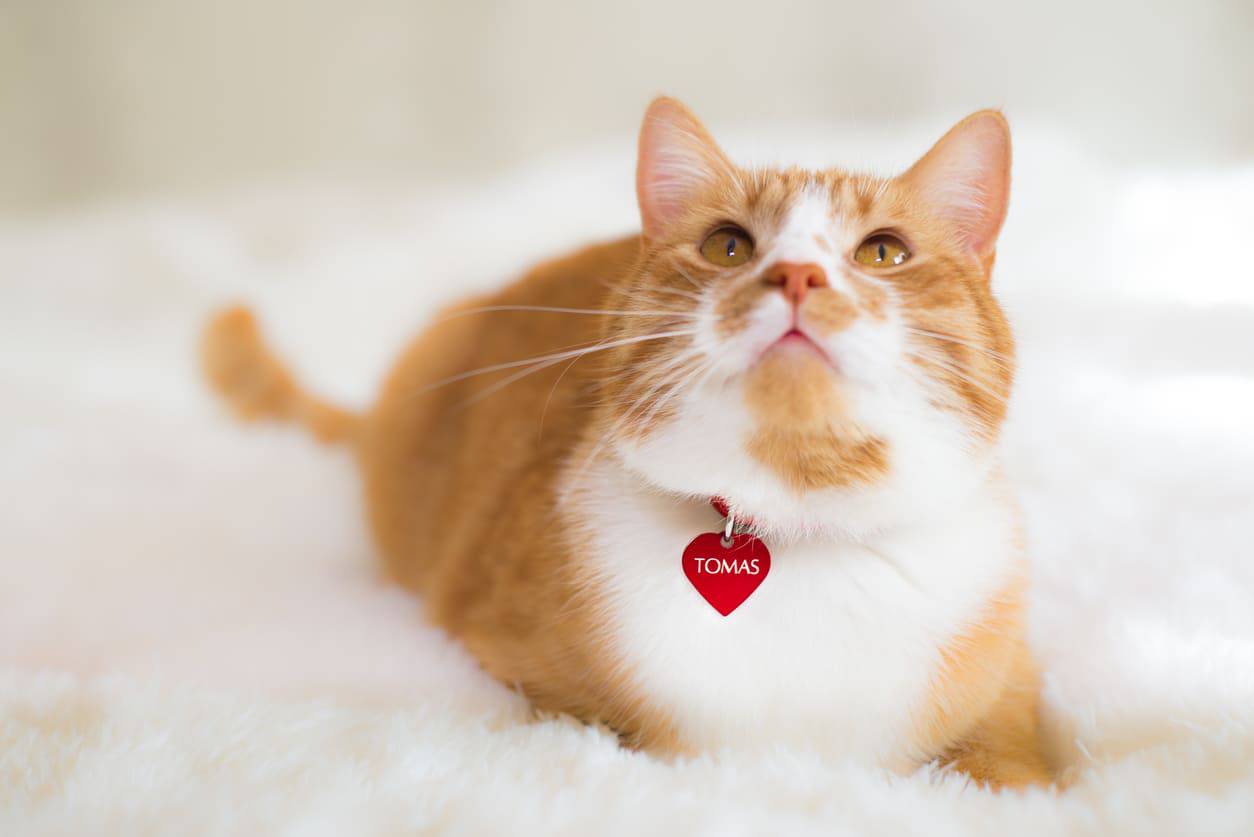 collar de gato