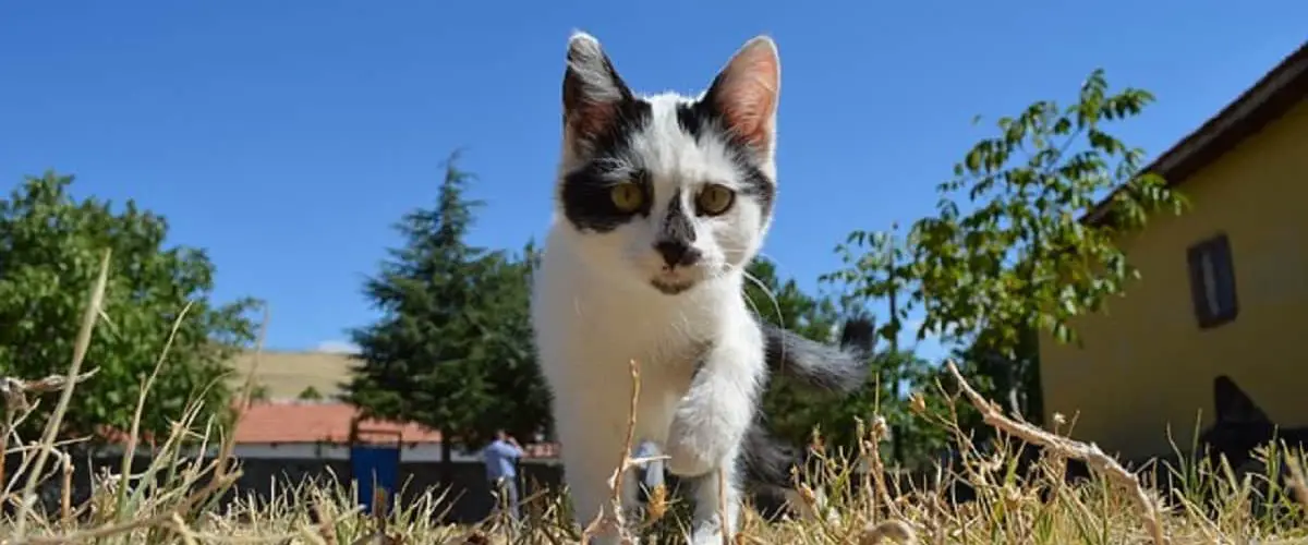Nombres de gatos únicos y originales: ideas para hembras y machos ð¥