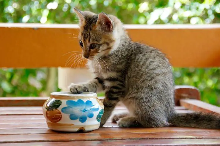 comportamientos extraños del gato