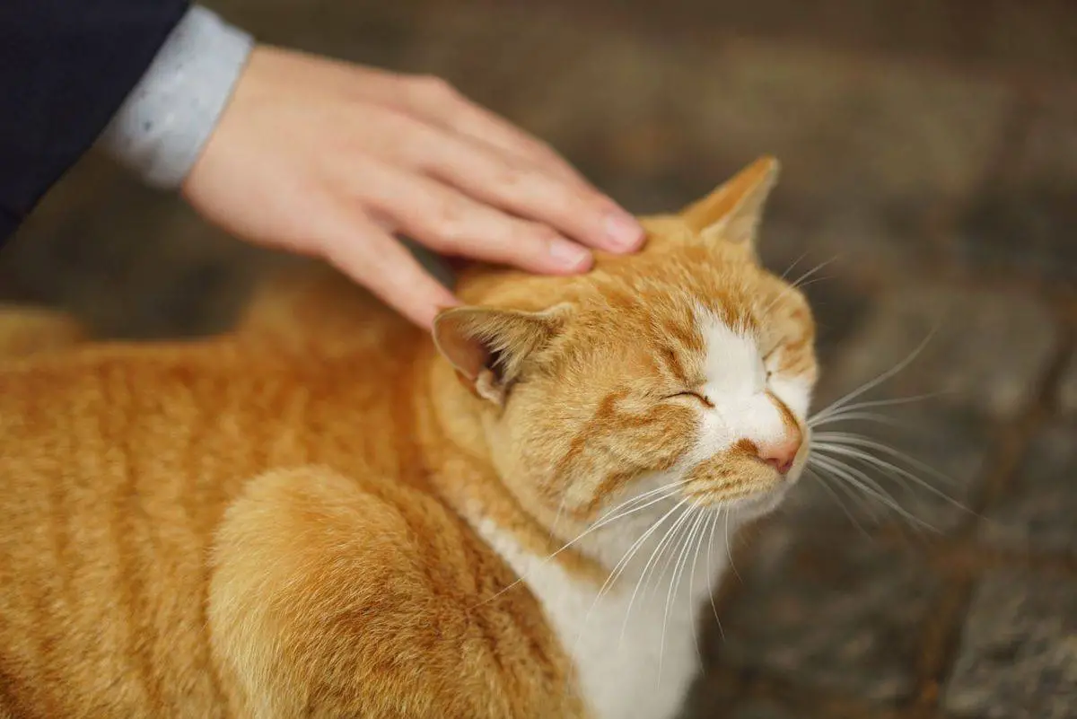 Cómo hacer que tu gato te ame: 10 consejos científicamente probados