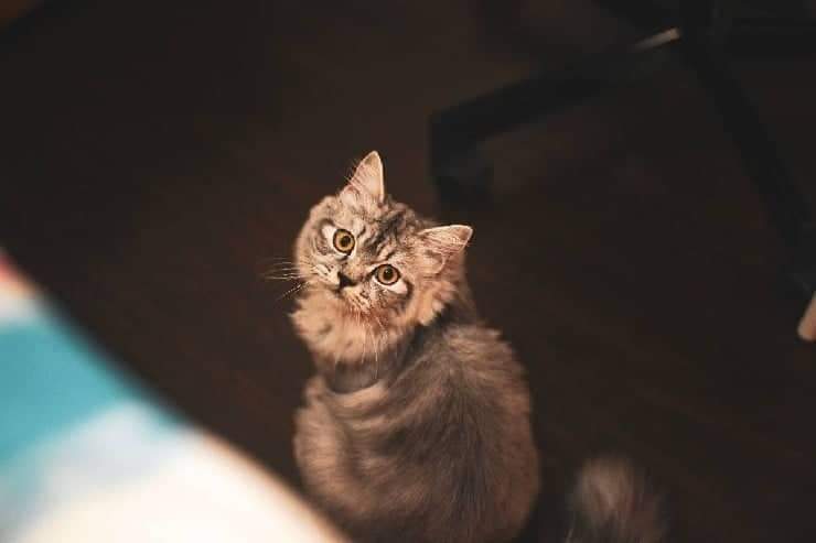 Aspecto y carácter de un gato de pelo rizado