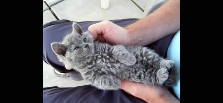 Selkirk rex gato de pelo rizado