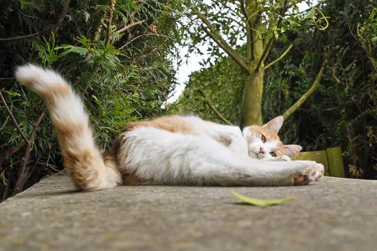 lenguaje de gato