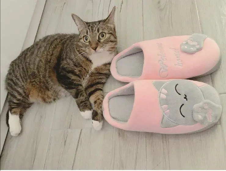 Gato nuevo en casa