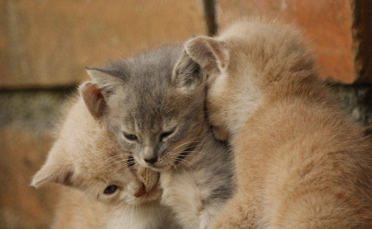 gatito maúlla hermanos