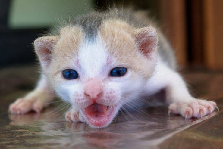 gatito maúlla mamá