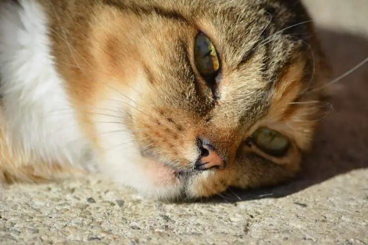 gato pierde pelo