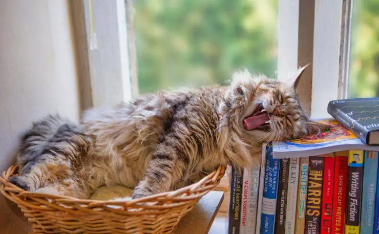 gato en libros