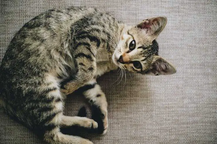 higiene del gato