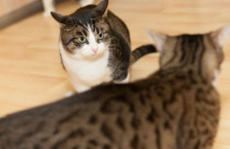los gatos no se llevan bien
