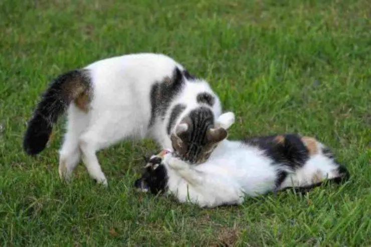 los gatos no se llevan bien