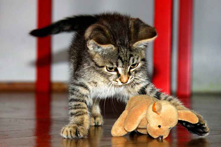 Dulce gato (Foto Pixabay)
