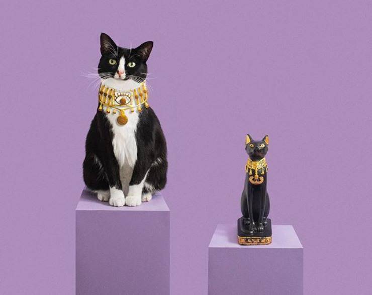 historia de gato egipto