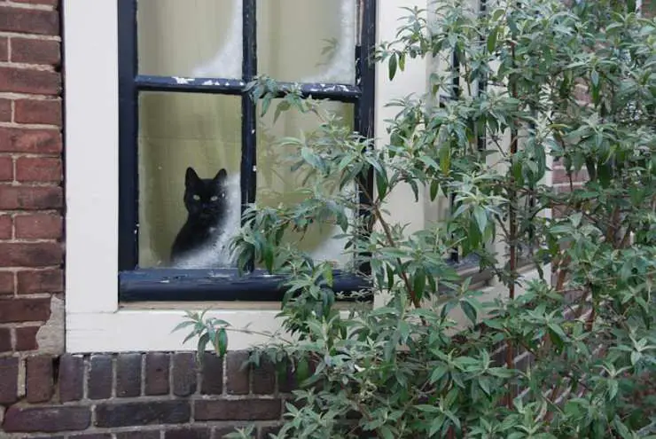 gato espera