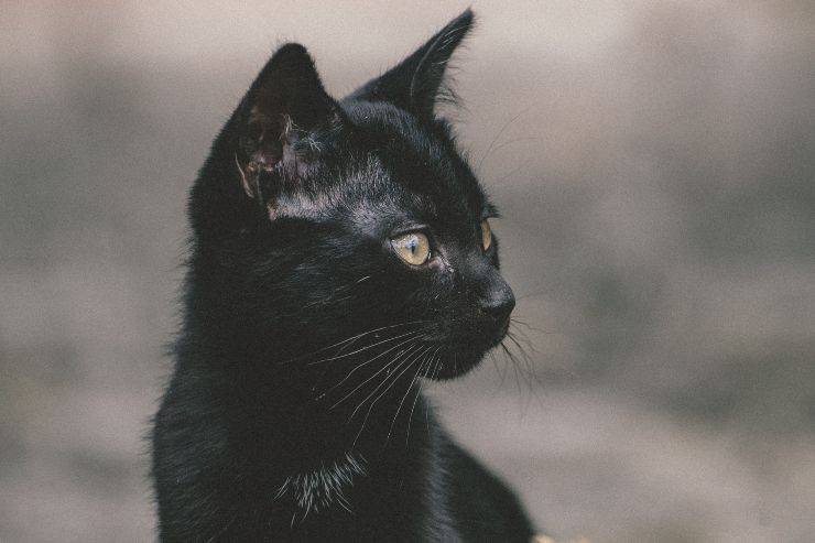 Que gato te pareces