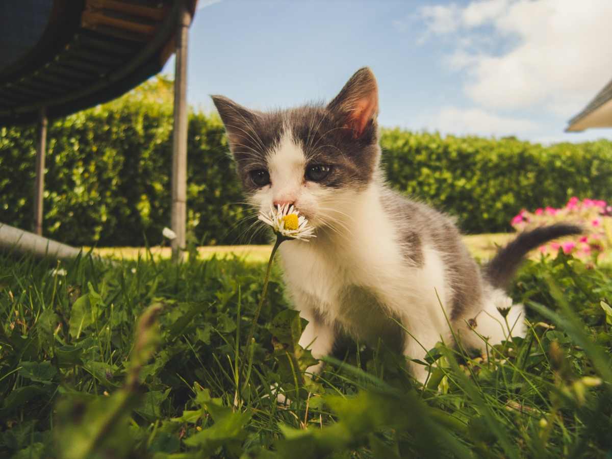 Más plantas y flores para gatos para cultivar tranquilamente en casa - Vida  con Mascotas ▷➡️
