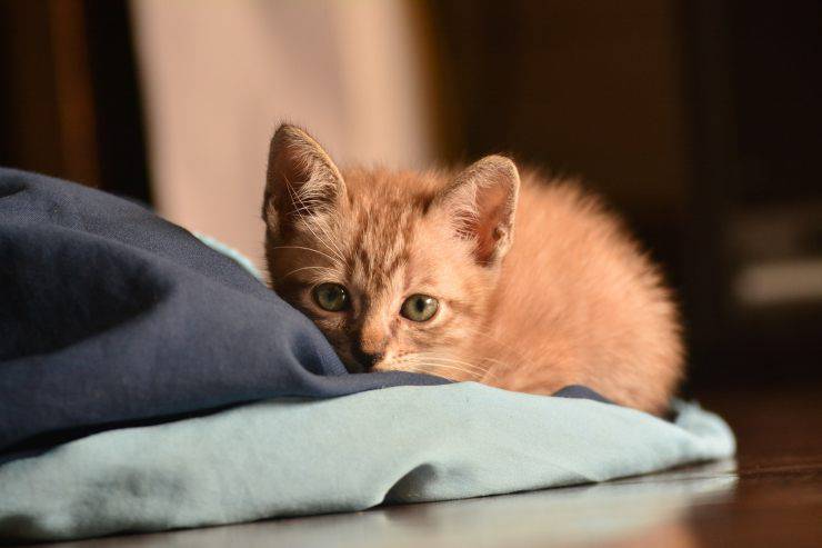 gatito