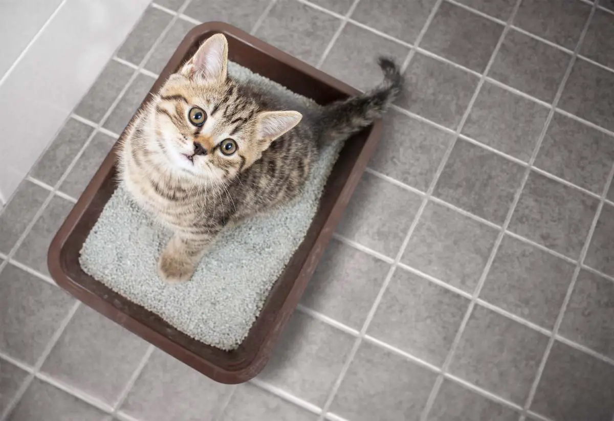 arena para gatos mici