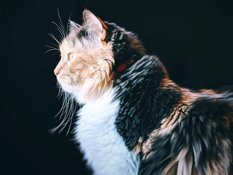 gato quimera