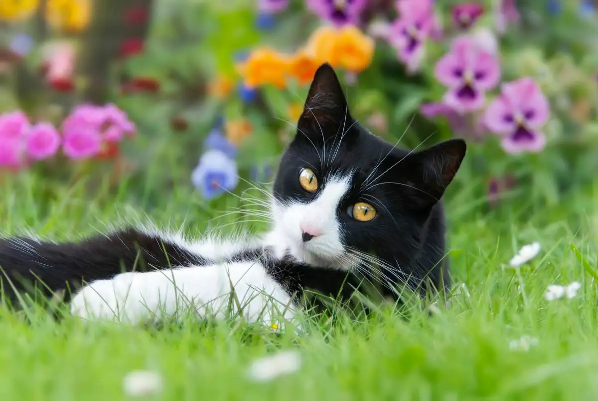 Espacio al aire libre para el gato