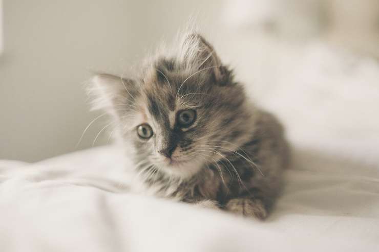 gatito