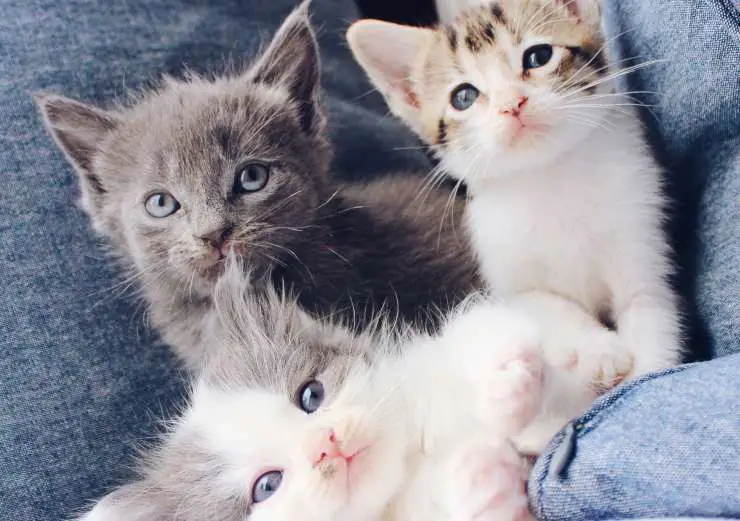 Instrucciones para padres de un gatito