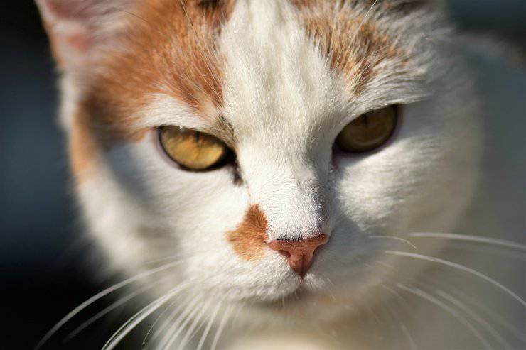 vista del gato