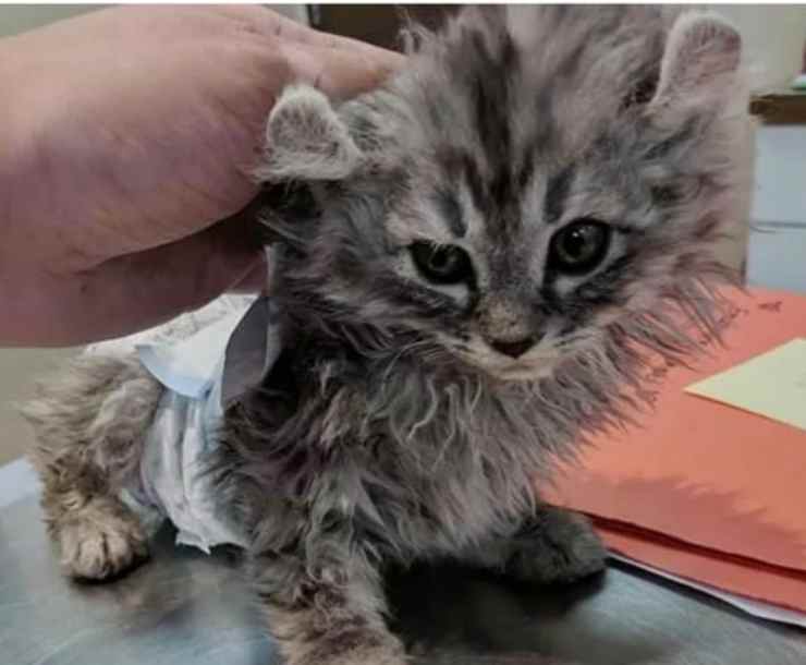 La ternura del gatito de Manx Facebook