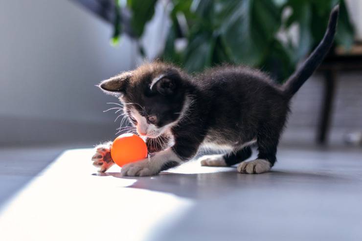 adobestock de gatito