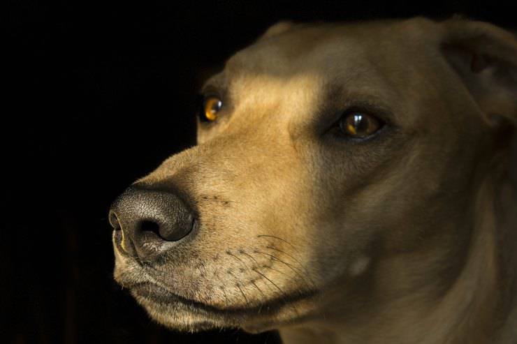 Bigotes de perro