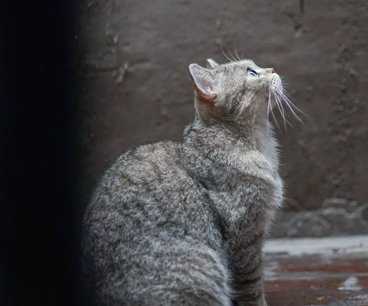 Comportamiento de gato más raro