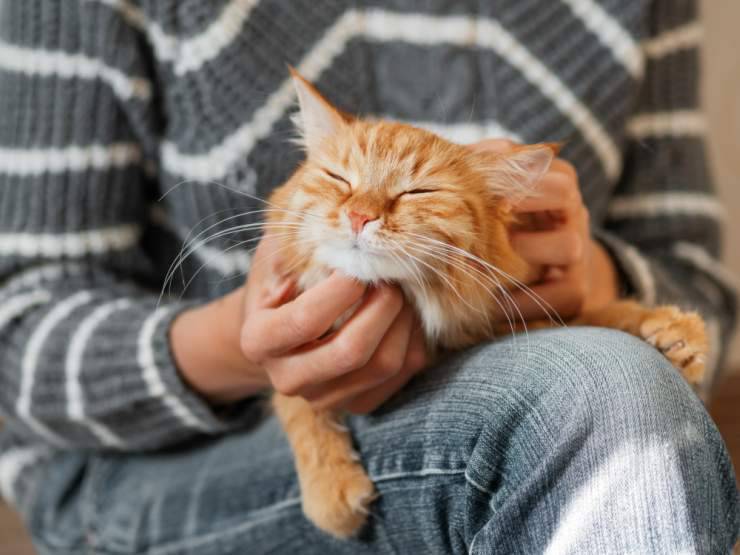 Mima a tu gato