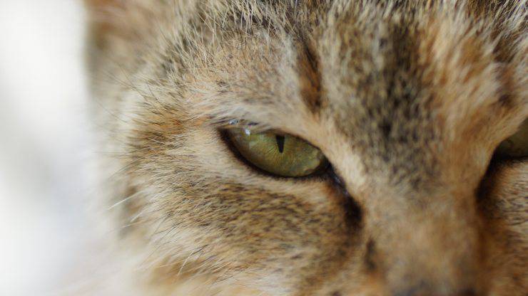 secreciones de ojo de gato