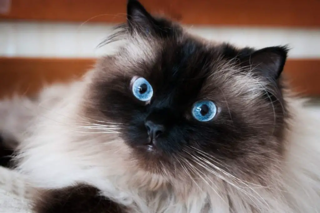 Razas de gatos con ojos azules aquí hay 7 especies fantásticas Vida con Mascotas ️