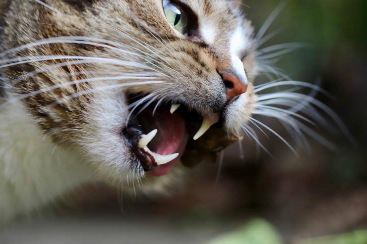 Dientes del gato